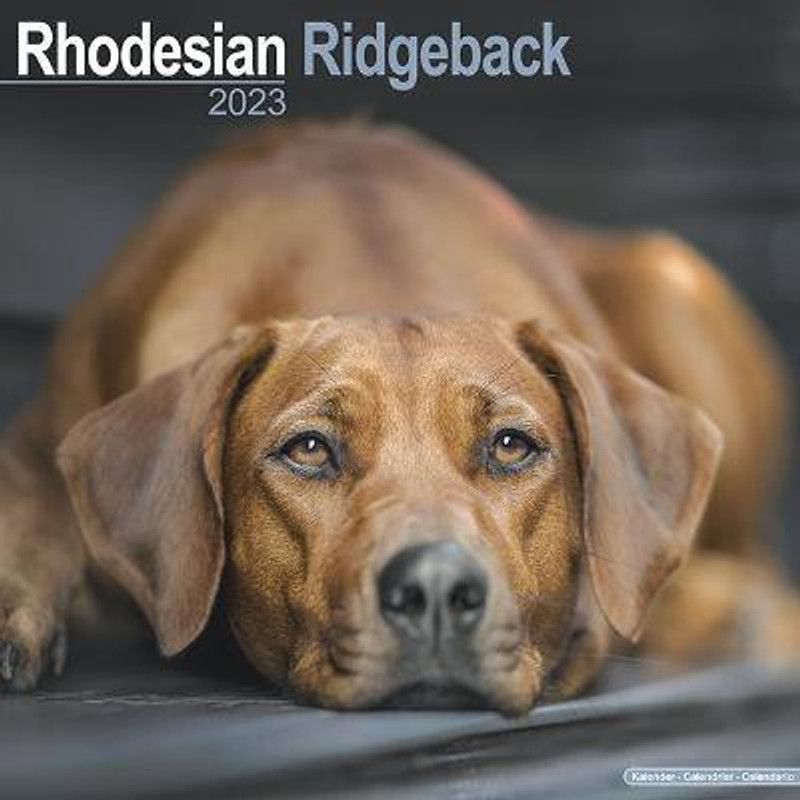 Rhodesian Ridgeback 2023 Wall Calendar  (English, Calendar, unknown)