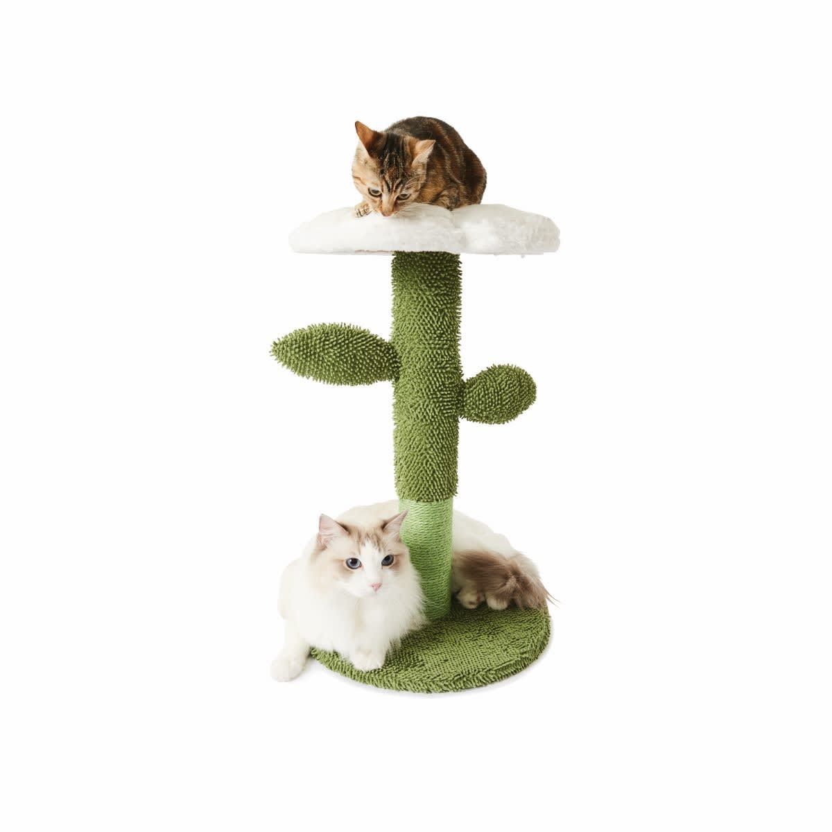 Cat Scratcher Flower