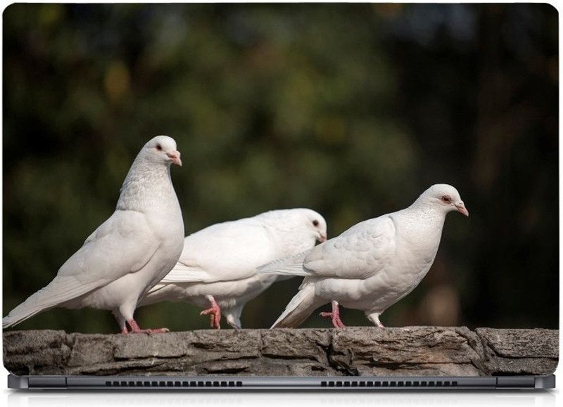 UNIXAA Bird Exclusive High Quality Vinyl Laptop Decal skin For 15.6 Inch Laptop 0102 Vinyl Adhesive Paper Laptop Decal 15.6