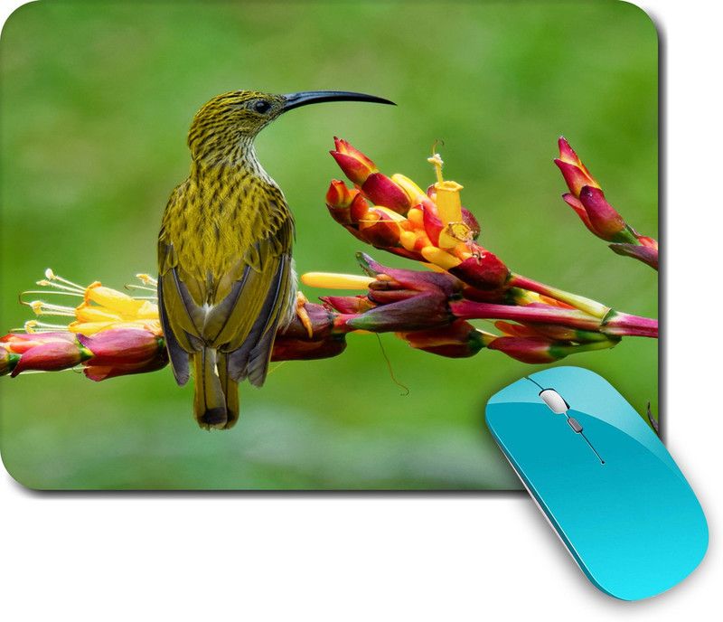 whats your kick Birds | Birds Lover, Quotes | For Kids| Colorful |Creative | Printed Mouse Pad/Designer Waterproof Coating Gaming Mouse Pad For Computer/Laptop (Multi5) Mousepad  (Multicolor)