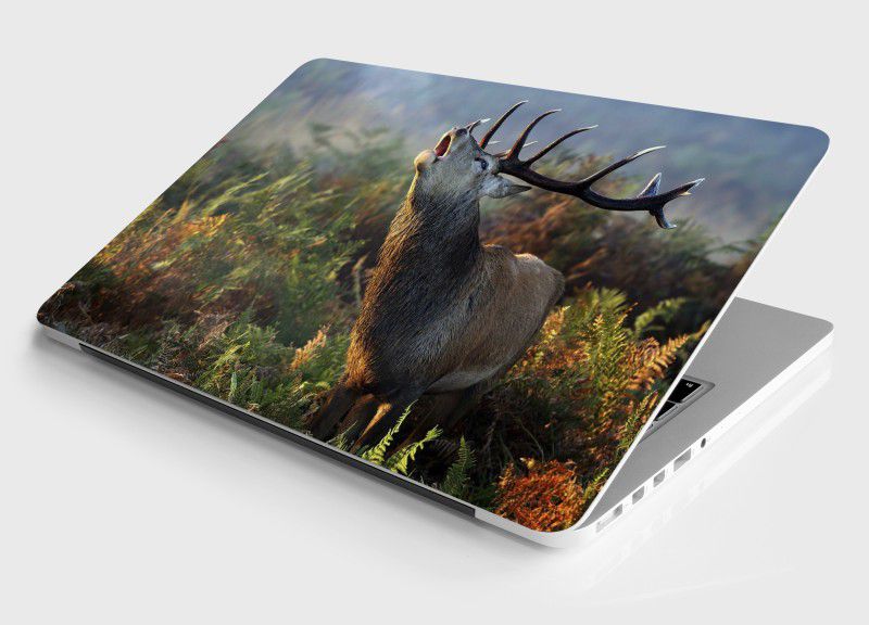 digital print world Digitally Printed Laptop Skin Back Covers Decal (15.6inch X 10.6inch) 66 Vinyl Laptop Decal 15.4
