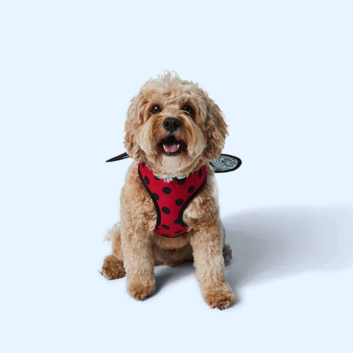 Pet Harness Novelty - Medium