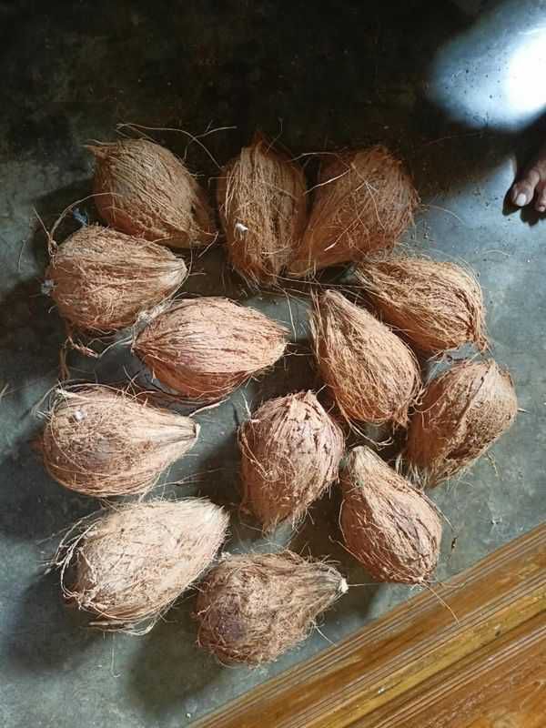 নারিকেল coconut