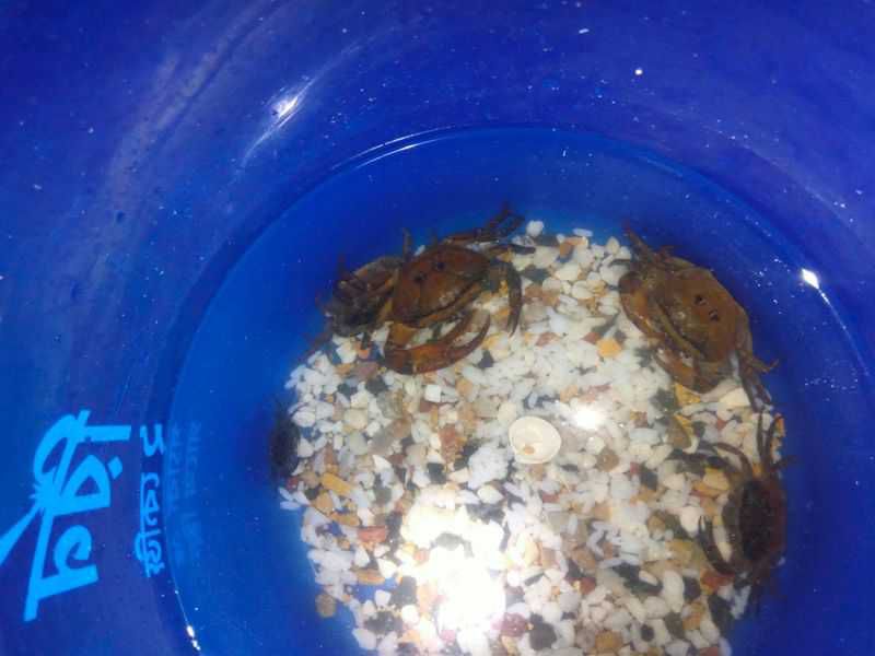 Aquarium Crab