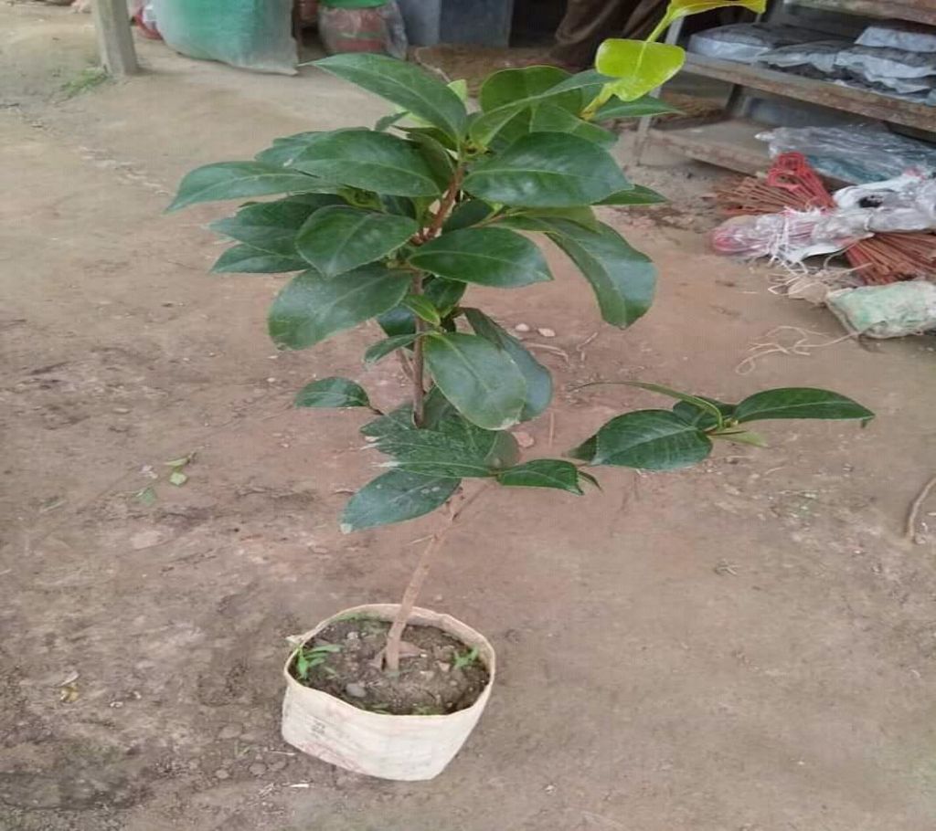 Camellia (White,Red,Yollow,Rose)