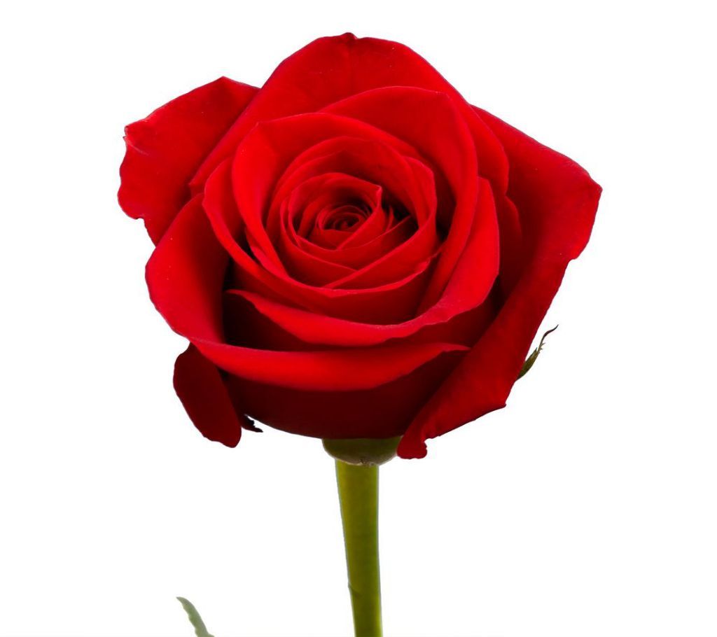 Valentines day gift