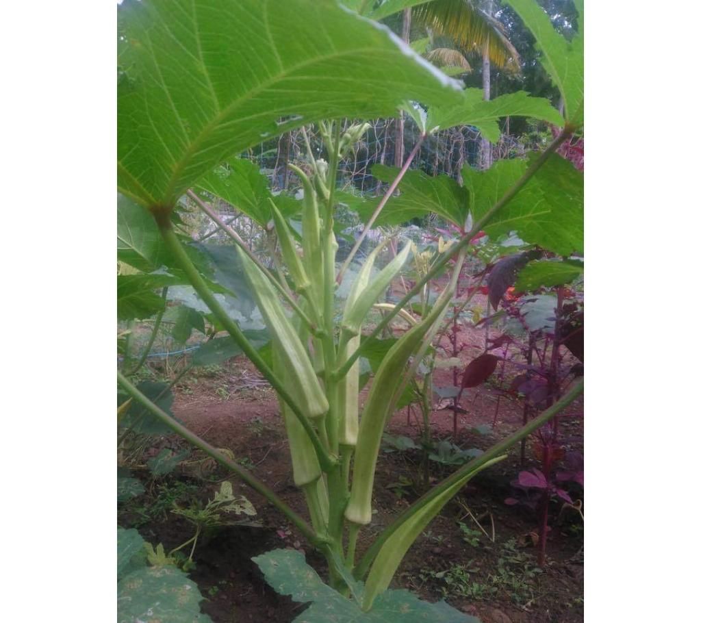 ladies finger seeds