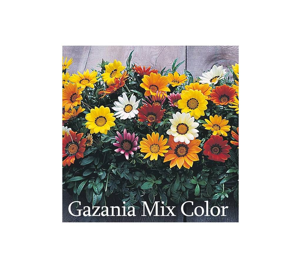 Gojania Flower Seed