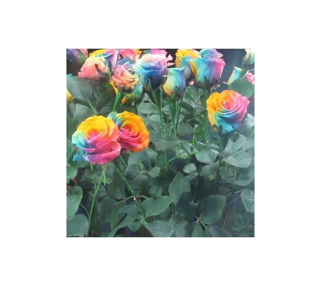 Rainbow & Black Rose Mix Seeds