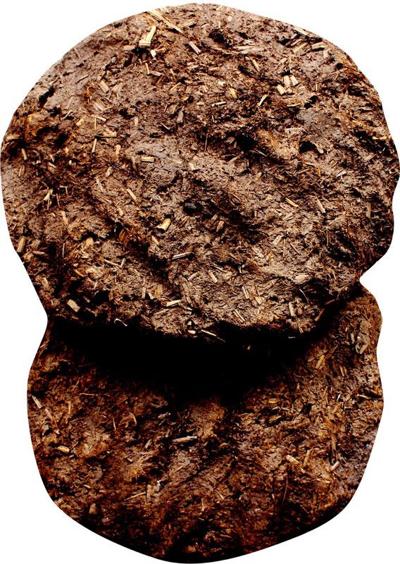 Earth Angels Cow dong cake (Gobar upla)