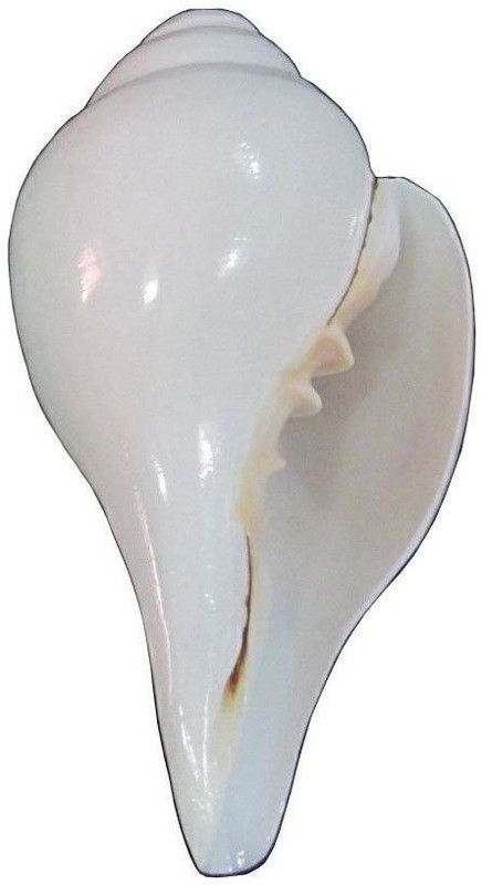 Hind Home Blowing Shankh Small Blowing Shankh  (White)