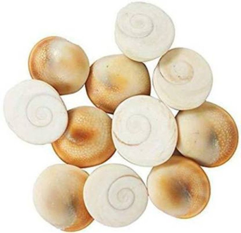 HH ENTERPRISES 12 PC Original Gomati Chakra for Lakshmi Pooja, Wealth, Luck, Astrology (Off-White) Stoneware Yantra  (Pack of 12)