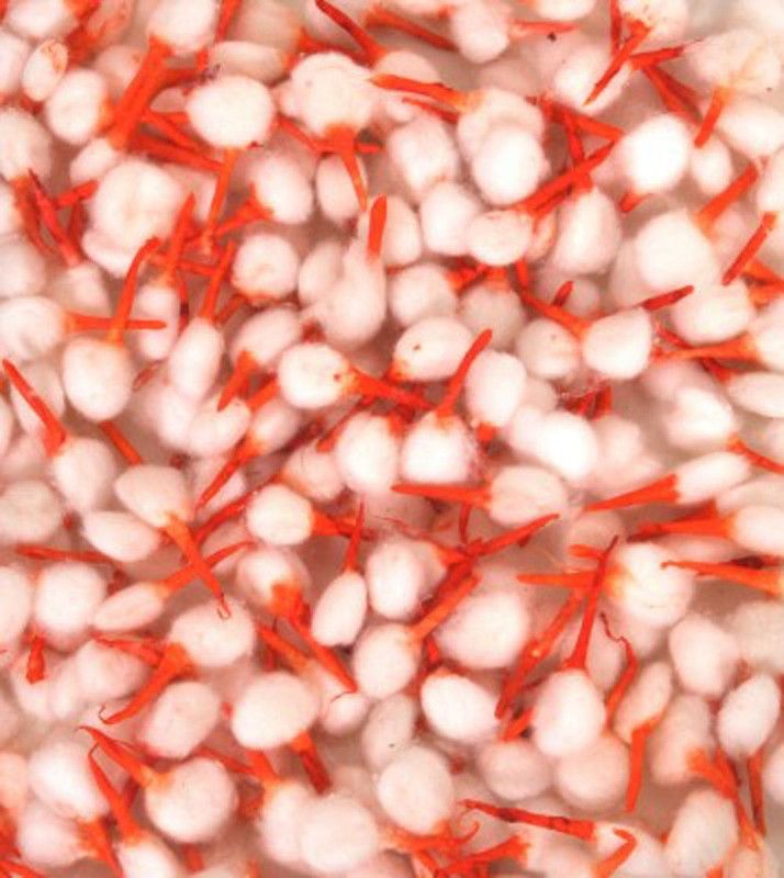 Bindian Cotton Long Samay Batti