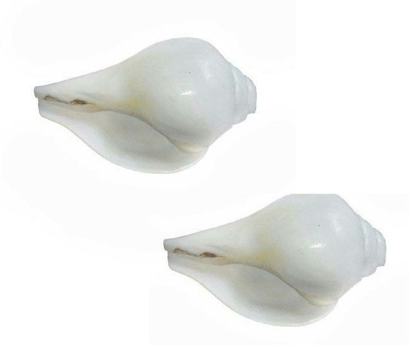 Uniqon Pack Of 2 Pcs Natural Jal/agra Decorative (7.5 Cm Conch ) White Shankh for Pooja & Vamavarti Brings Prosperity, Happiness, Good Health & Wealth Decorative Shankh  (White)