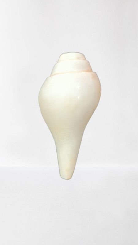 HSSMART Vamavarti Puja Blowing Shankh  (White)