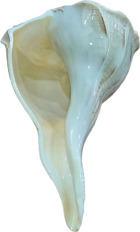 Nepali Rudraksh Laxmi Shankh Original Certified A4 Plus by Nepali Rudraksh Sacred Shankh  (White, Brown)