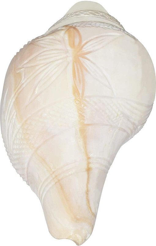 Zoltamulata Designer Flower White Blowing Shankh Blowing Shankh  (White)