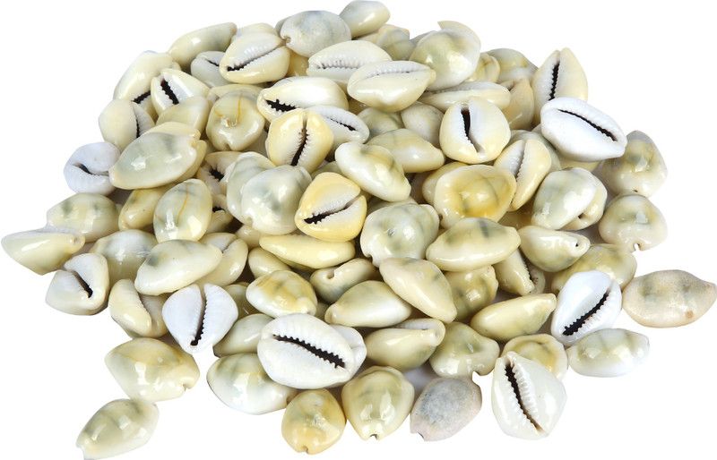 BOVZEN Yellow Cowrie Natural Shells set of 11 Stoneware Yantra  (Pack of 11)
