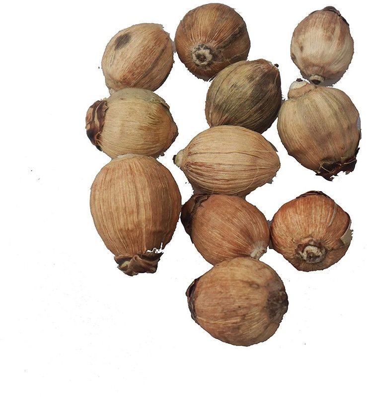 Firmus Laghu Nariyal/Shriphal/Mahalaxmi Coconut for Diwali pujan, Other puja (Pack-10)