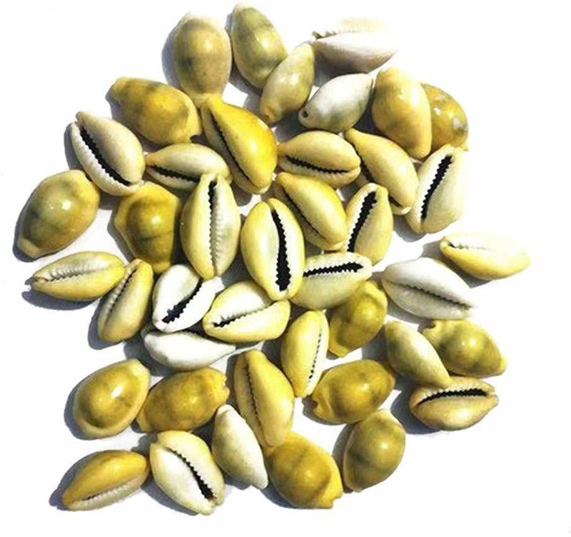 Yelook Peeli/Yellow Kawri Kodi Peeli Cowrie Sea Shell | Laxmi and Diwali Pooja Article Koudi Shells (Natural Marble) Marble Planted Substrate Stoneware Yantra  (Pack of 11)