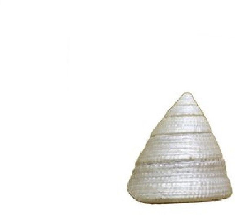 ALPHANOT Moti shankh Lakshmi shankh sacred for Pooja,good luck-(1) Decorative, Sacred Shankh  (Beige, White)