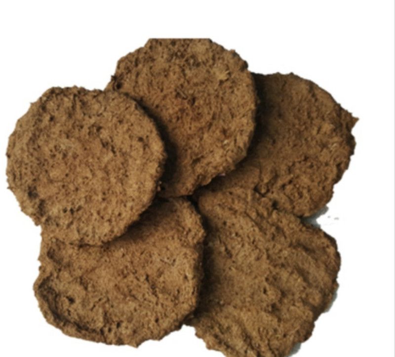 Myth store Cow dung small cake Gir cow