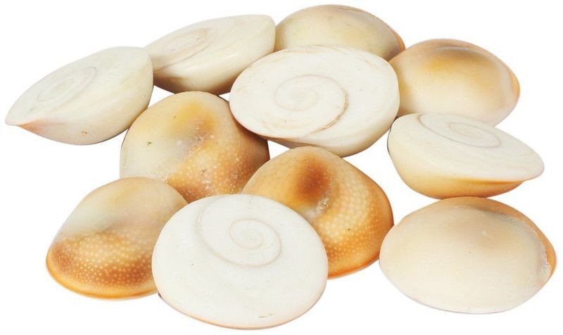 Yelook 100% Natural Rare Gomti Gomati Chakra for Prosperity & Good Health | Vastu Product & Astrological Remedies Stoneware Yantra  (Pack of 101)