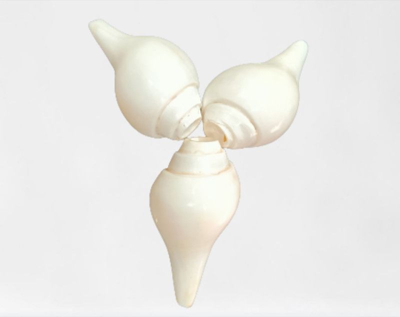 HSSMART (3 Pieces) Vamavarti Puja Blowing Shankh  (White)