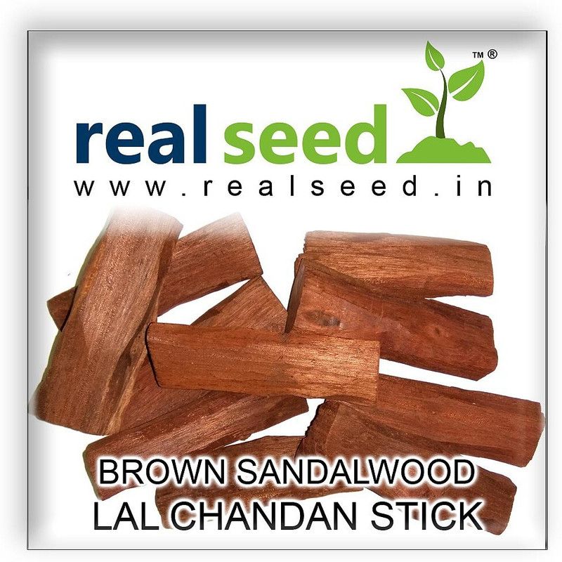 Real Seed Original Brown Sandalwood (Lal Chandan) Stick Superior Quality 1 Piece 80 - 100 Grams