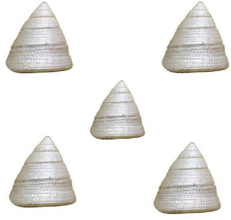 ALPHANOT moti shankh Goodluck ( pearl conch ) pack of 5 Decorative, Sacred Shankh  (Beige, White)