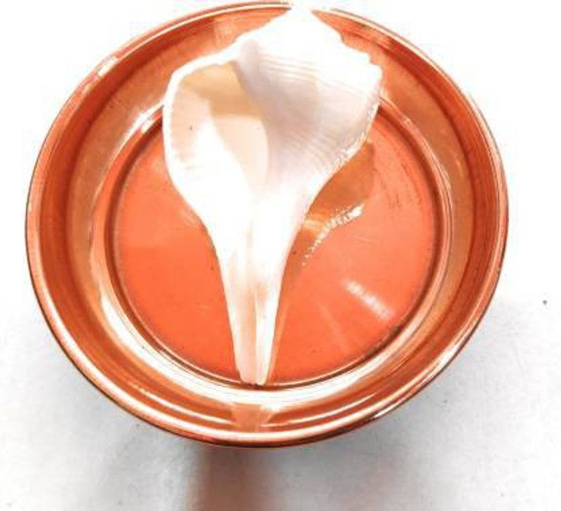 Veshnabi production Decorative Shankh  (White)
