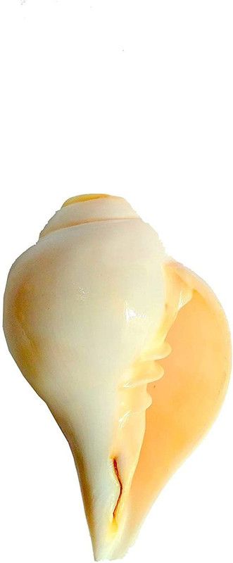 Zoltamulata Traditional Blowing Shankh Conch (6-8 inch, White) Blowing Shankh  (White)