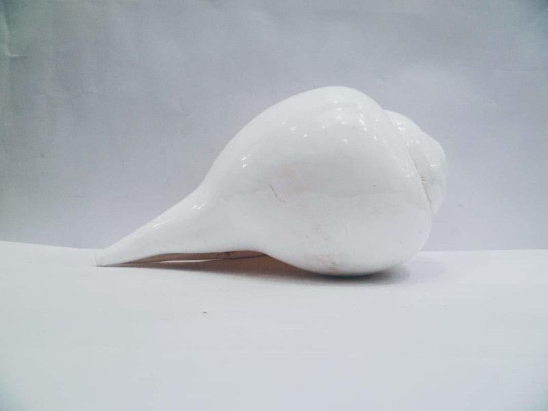 A & S VENTURES Sacred Shankh  (White)