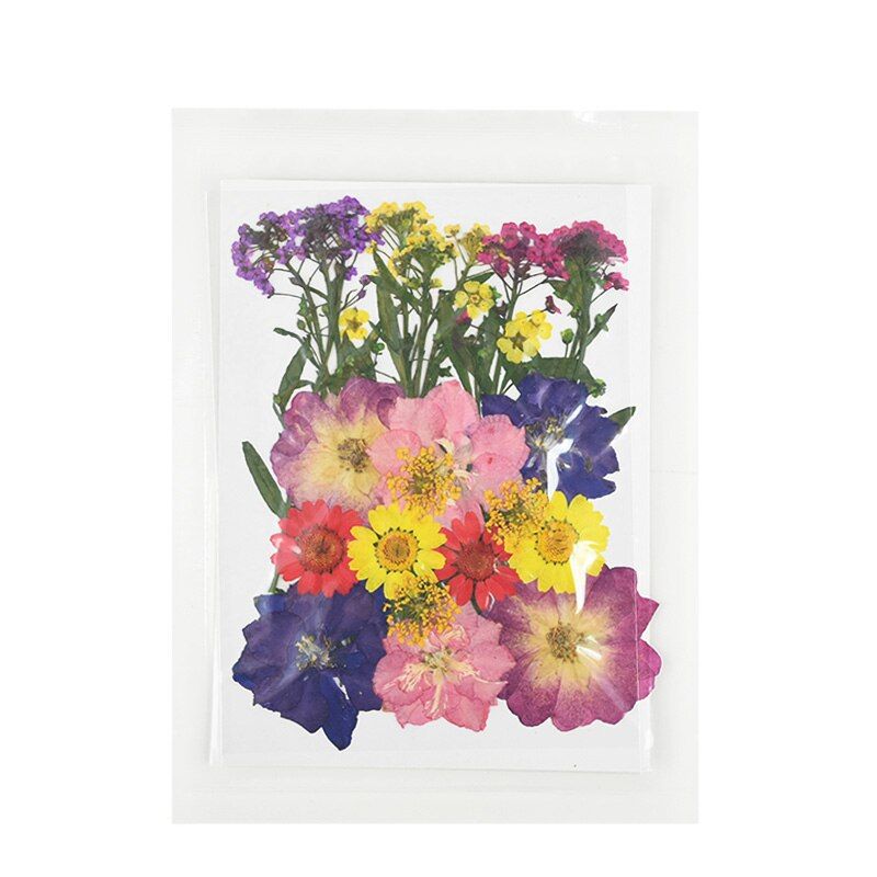 Pressed Flowers Small Dried Flowers Preserved Flower DIY Scrapbooking Dry Flower Frame Case Wall Home Mini Flores Decoration