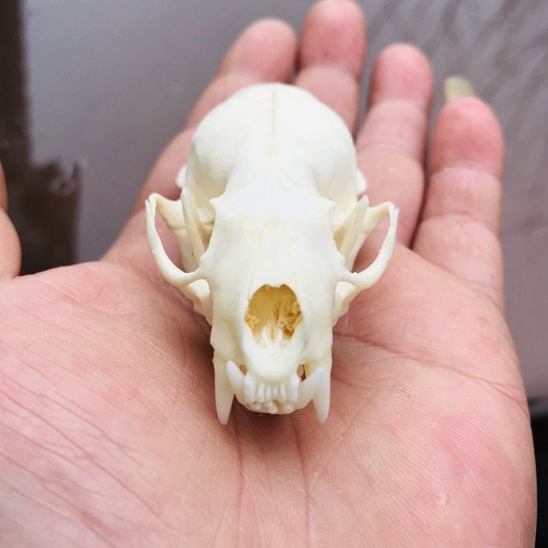 1pcs Pure Natural Taxidermy   MiTeaching Skeleton Model Fish TaAquarium Ornament Home Decor Craft Lucky Skull