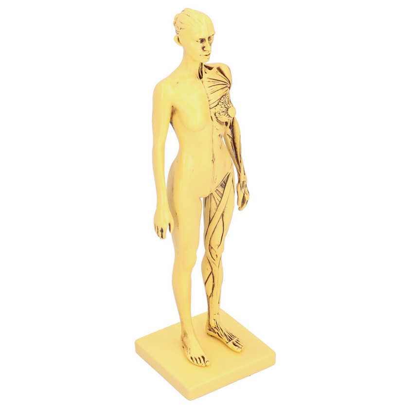 Buy Ying Resin Human Anatomical Head Body Muscle Model Drawing Decoration Teaching Mold