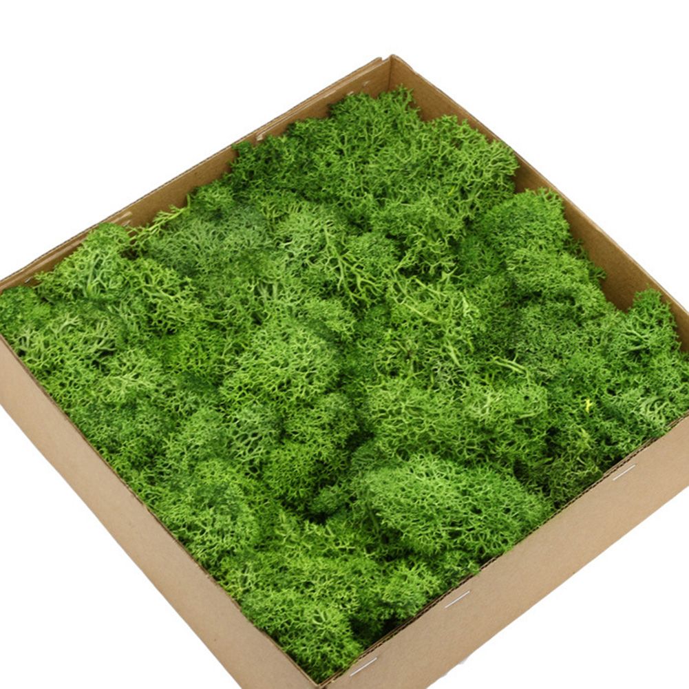 1 Box Eternal Life Dried Mossni Lacape Decor DIY Flower Craft cessory