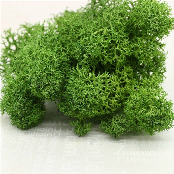 Eternal Life Moss Garden Home Decoration Wall DIY Flower Material Natural Norwegian Reindeer Moss Micro Landscape Accessories