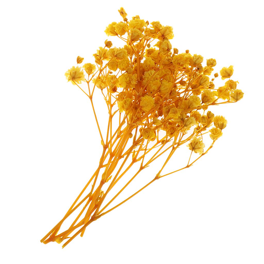 1x/bag Beautiful Pressed Leaves Dried Flowers for Arts Crafts Jewelry Making