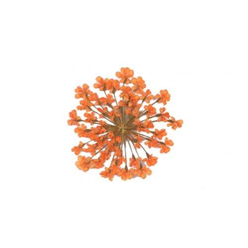 100Pcs Natural Pressed Decorative Dried Flowers Dried Flower Petals Artificial Flowers DIY Nail Craft Phone Case Dried Flowers