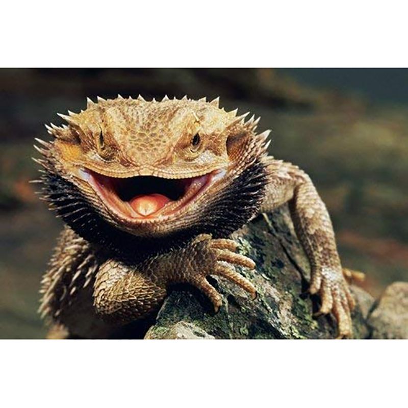 5D Diamond Embroidery Painting Bearded Dragon Lizards Art Print DIY Diamond Painting Kits
