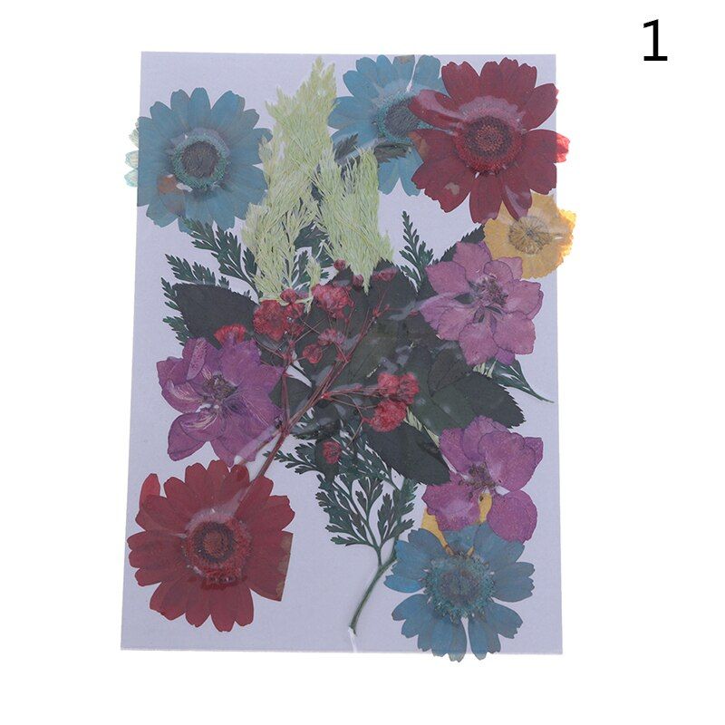 Dried Flowers specimen Pressed Scrapbook Bookmark Card DIY Art Craft Decor
