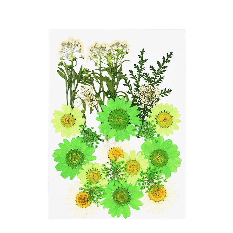 1PC Small Dried Flowers Pressed Daisy Flower Festival Party Home DIY Scrapbooking Decoration Dry Daisy Flowers Decor Supplies 8z