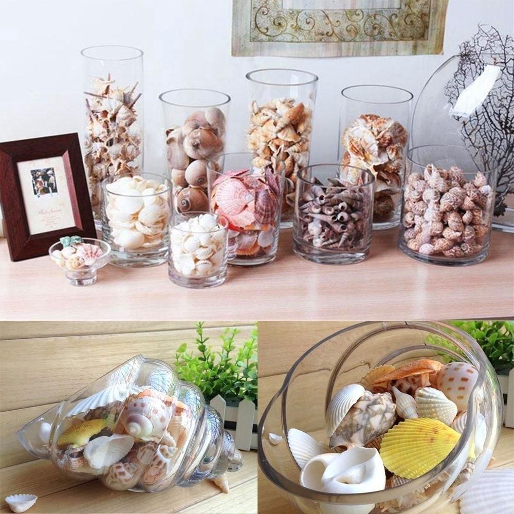 Natural Mixed Sea Shells for Aquarium Microlandschaft Decor Props