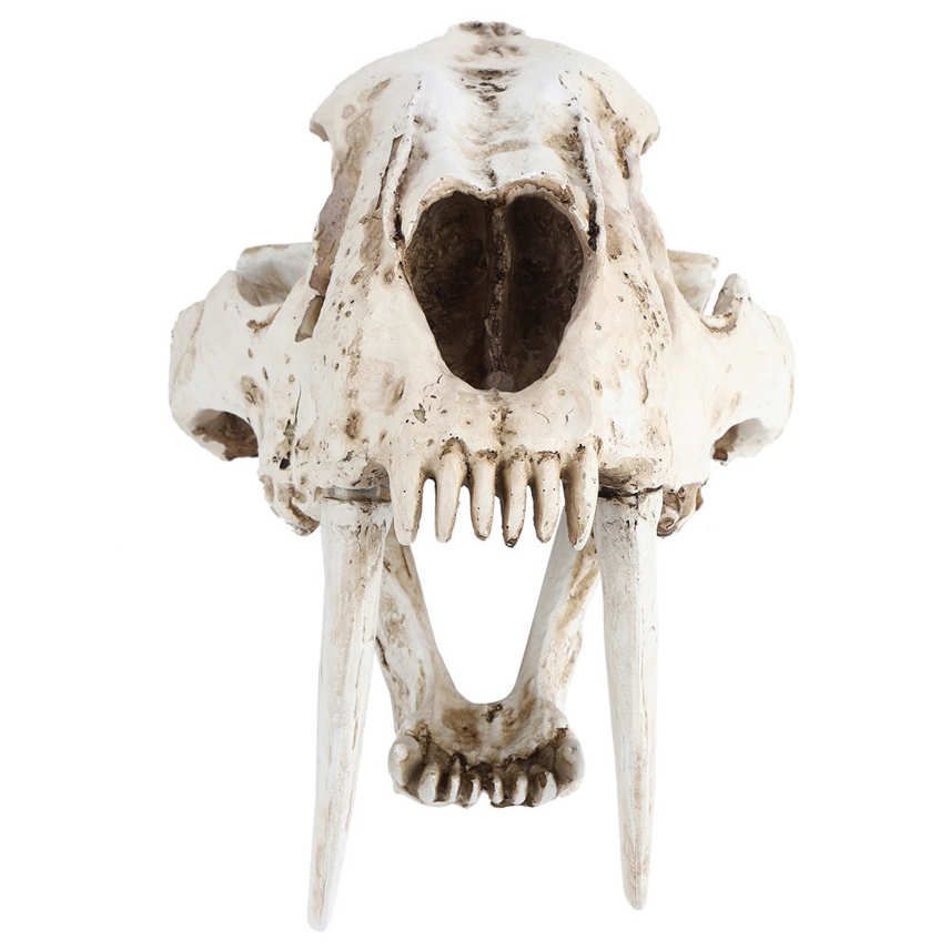 Buy Ying Simulation Animal Skull Model Resin Tiger Interior Decoration Props Ornaments