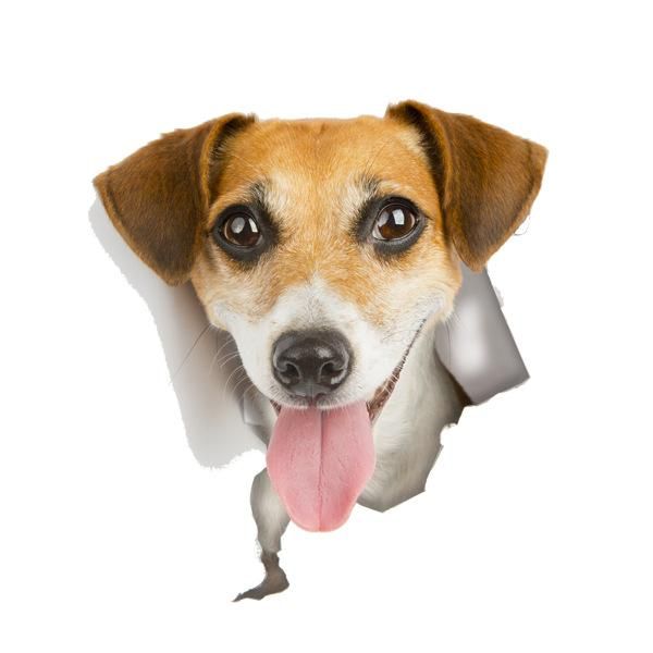 Honana BD-548 3D Broken Wall Kitten Doggie Wall Sticker Toliet Sticker Bathroom Decoration Decal