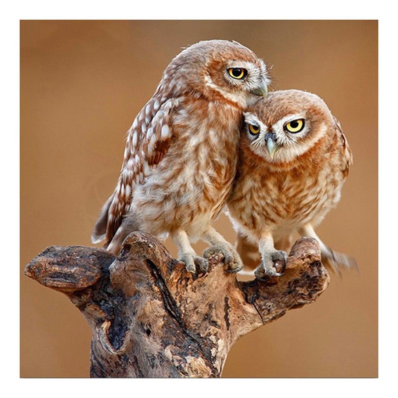 Full Circle Diamond DIY Diamond Painting "Animal Owl" Embroidery Cross Stitch Home Decoration Gift