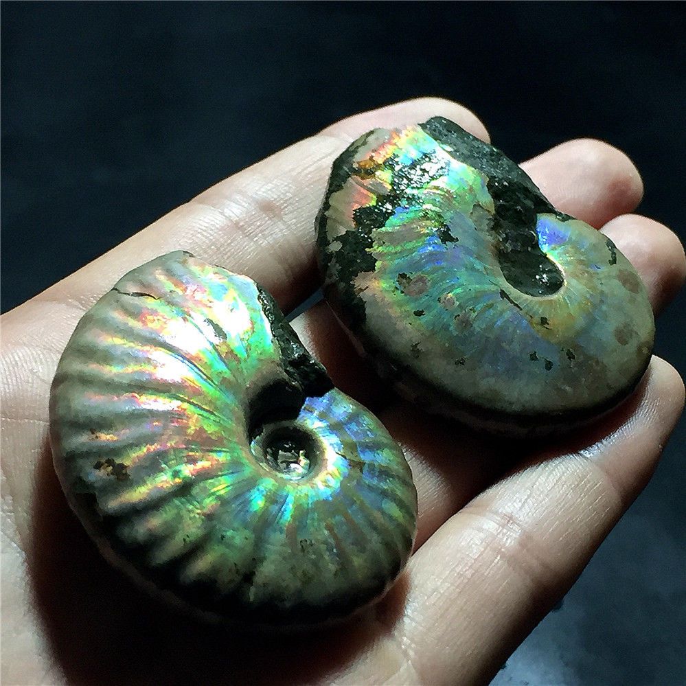 2pc COLORFUL FOSSILIZED SNAIL AMMONITE MINERAL FROM MOROCCO . MULTI-COLOR FIRE