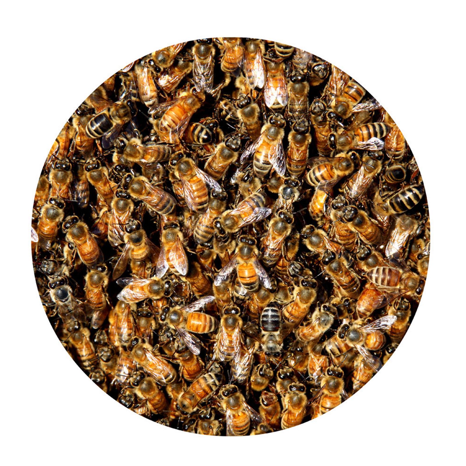 Floor Mat Bee Pattern Realistic Felt 3D Honeycomb Pattern Carpet for Home