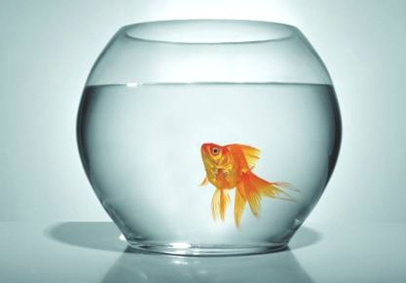 BILAL ANSARI 10 Inch W.C. 15 Round Ends Aquarium Tank  (4 L)